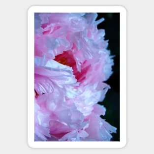 Pink Peony with Raindrops Sticker